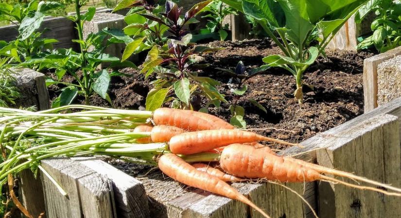 A fokhagyma nem csak a gonosz erőket tartja távol! - Biológiai fegyverek a kerti kártevők ellen