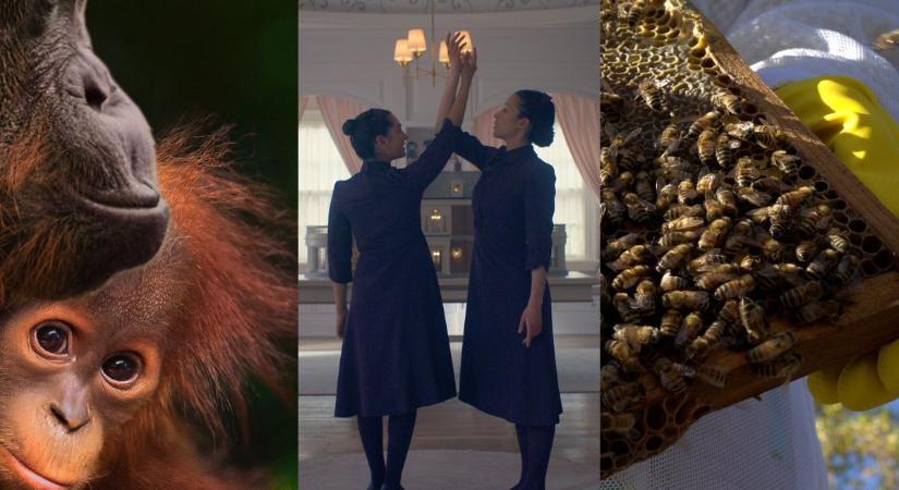 Csodaszép! Elképesztő természetfilm érkezik a Föld napjára – Még több újdonság a Disney-on áprilisban