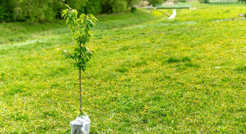 Gyümölcsfa ültetése tavasszal: mire figyelj, hogy jól eredjen meg?