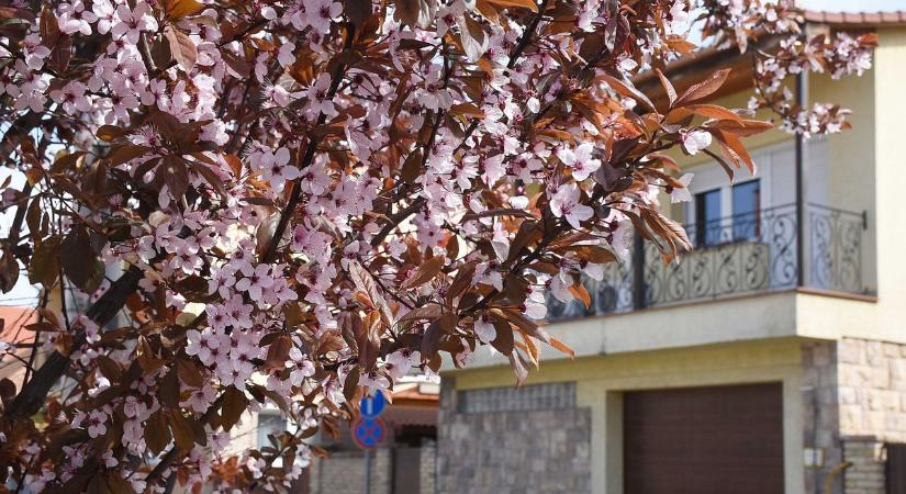 Tavaszi csoda: nézze meg, milyen szépségeket rejtenek Jászberény utcái – galéria