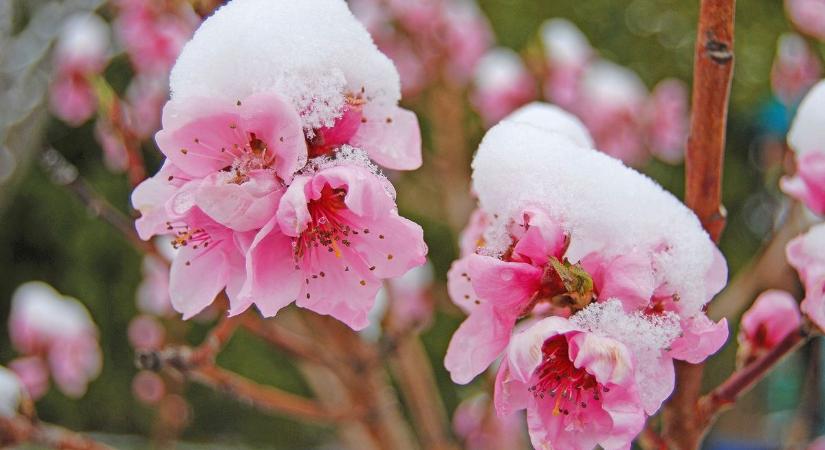 Kritikus időszak előtt állunk: a hét második felében jön a fagy