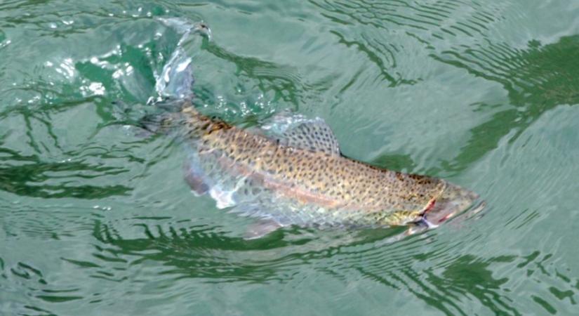 Javul a halvándorlás a Belá folyón