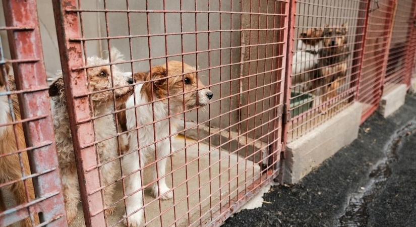 Lehet, hogy itt találod meg életed kiskutyáját? Korszerű gazdikereső oldal indult országos adatbázissal