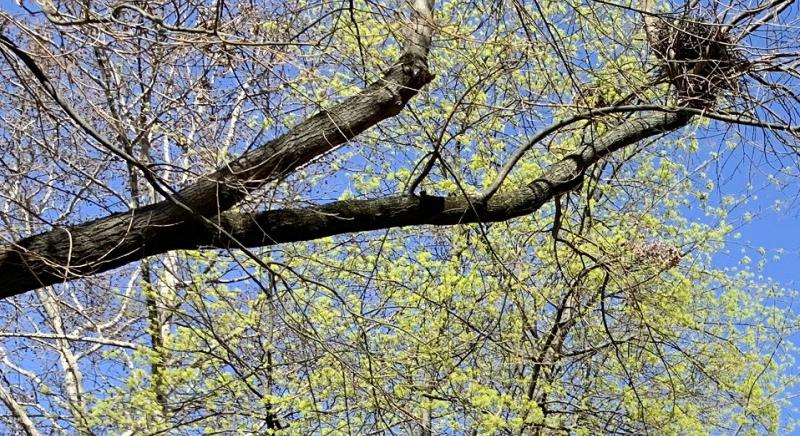 Hol bukkanhatnak fel a NAV revizorai a 15. héten?