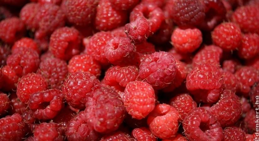 Hogyan terem rengeteget a málna? Ez a titka