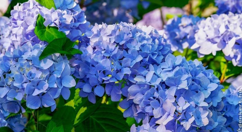 Hogyan lesz kék a hortenzia? Ezt a trükköt, jó ha tudod