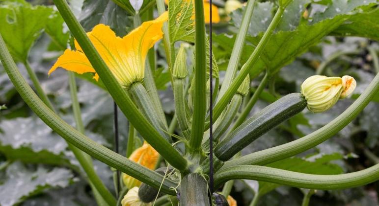 Cukkini ültetése lépésről lépésre: tippek a bőséges terméshez