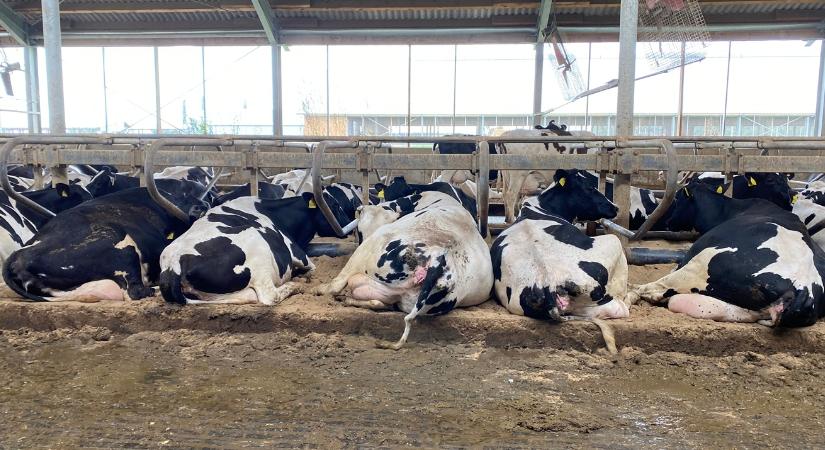 Így csökkentheted a gázszámládat a tehén tőgymelegével