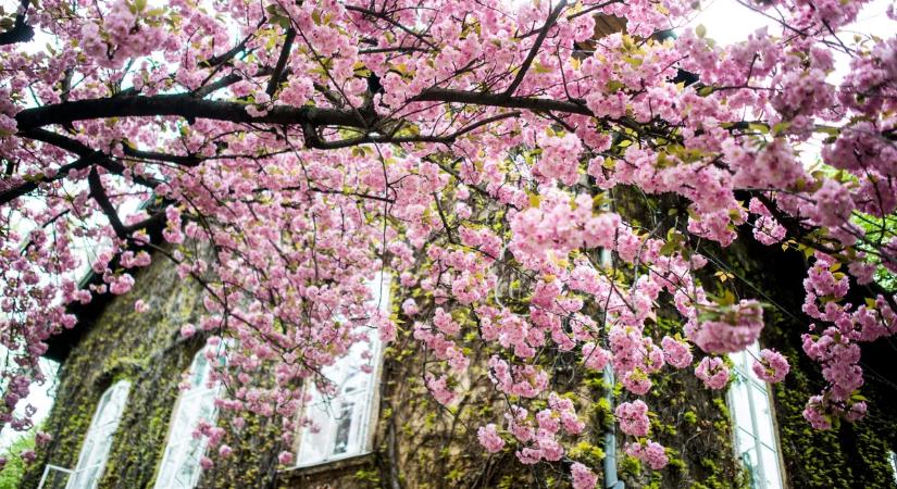 Nem kell Japánig utaznod a Sakura ünnepért – Budapesti helyszínek, ahol megcsodálhatod a cseresznyevirágzást