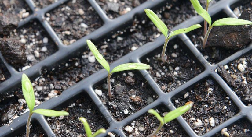 Így akadályozható meg, hogy túl magasra nőjön a paradicsom- és paprikapalánta