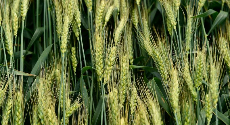 Őszi vetéssel próbálják ellensúlyozni a gazdák az aszály és a hőség negatív hatását