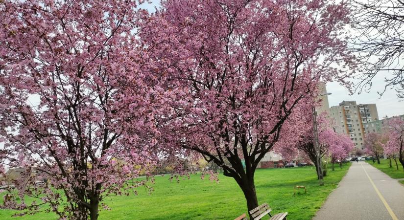 Virágpompával robbant be a tavasz Vásárhelyre