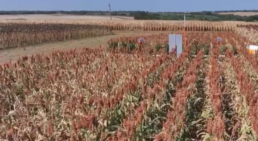 A kukorica már nem mindenhol biztos választás  VIDEÓ