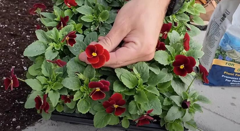 Soha többé nem szárad ki: ez az egyetlen trükk a titka a nyár végéig virágzó árvácskának