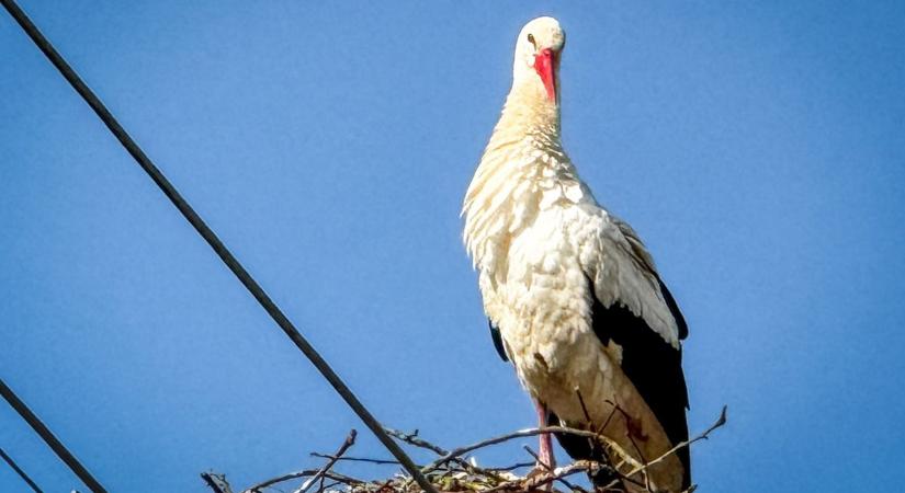 Egyedül még nem megy, de a remény már ott szárnyal Miklósfa felett (galéria)
