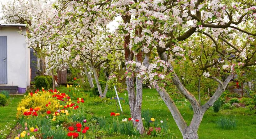 Nem foglalkozunk vele, pedig a fa élete múlhat rajta – így előzheted meg a kéregrepedést!