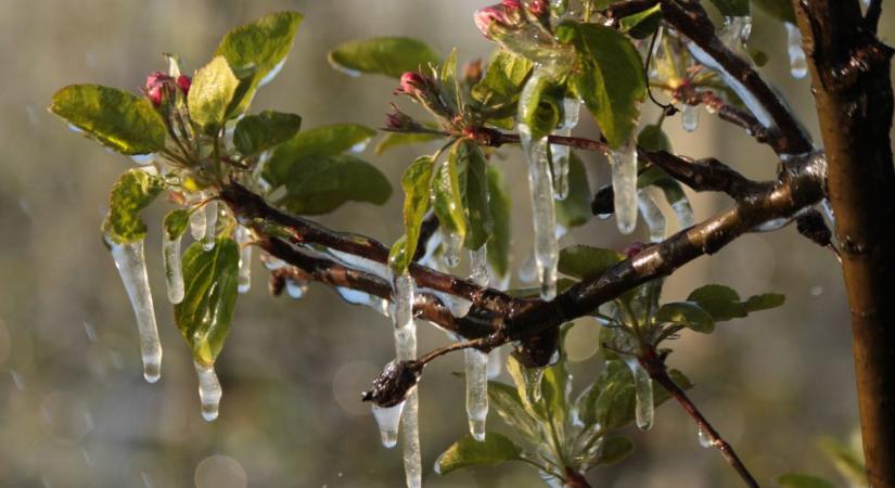 Jönnek a reggeli fagyok: így védhetjük meg a gyümölcsfákat