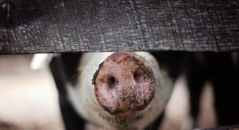 Miért kezdtek emelkedni a sertésárak?