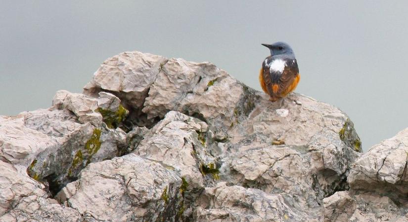 Végleg eltűnt a hazai faunából…