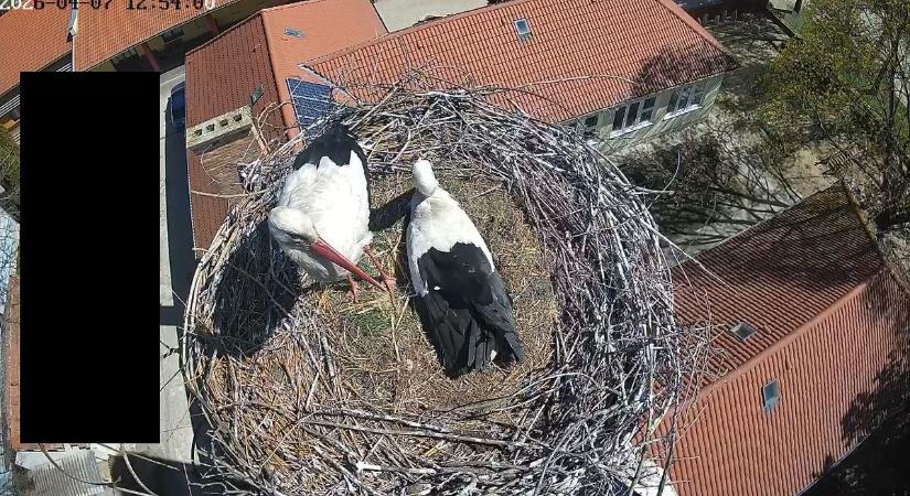 Zseniális neveket kaptak az abonyi gólyák – tarolt a győztes névpáros a szavazáson
