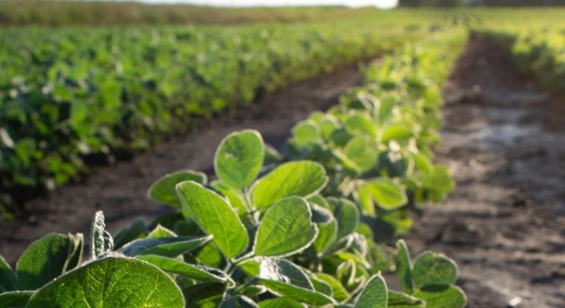 GMO-mentes és nagy hozamú: Prémium szójafajta érkezik a világpiacra
