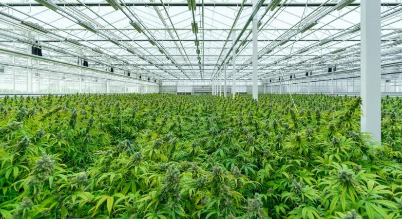 Magyar kutatás mutatja meg, hogyan hat agyunkra valójában a kannabisz