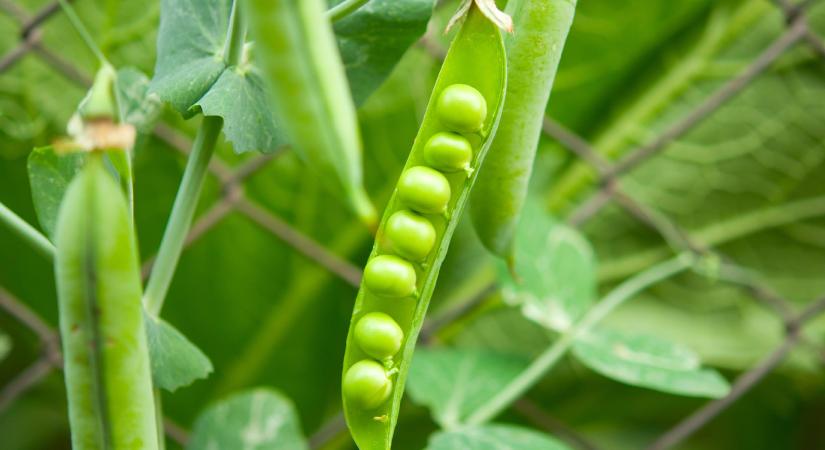 Zöldborsó a veteményesben