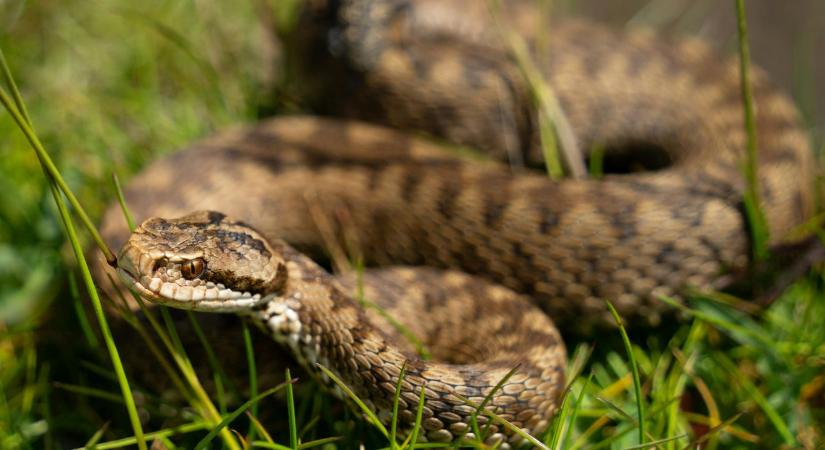 Élőhelyükkel együtt tűnnek el a viperák Nyugat-Magyarországról