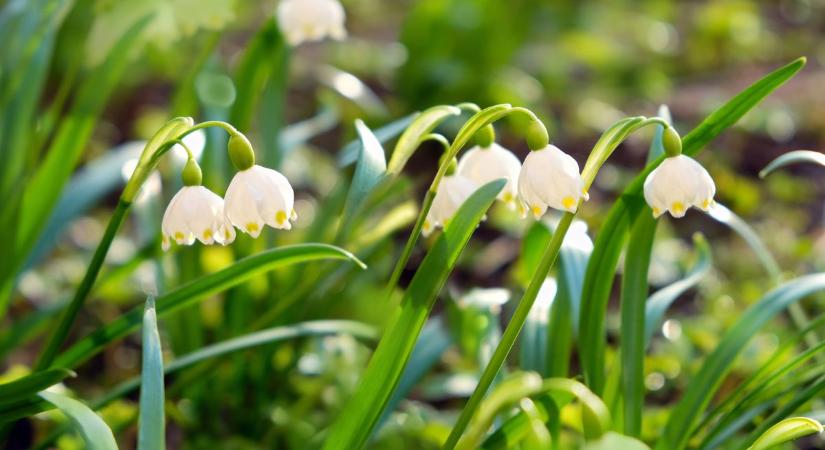 Mire készülj Szegeden? Így alakul a holnapi időjárás