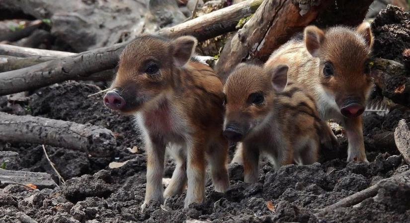 Izgalmas tavaszi szüneti programok a Velencei-tónál