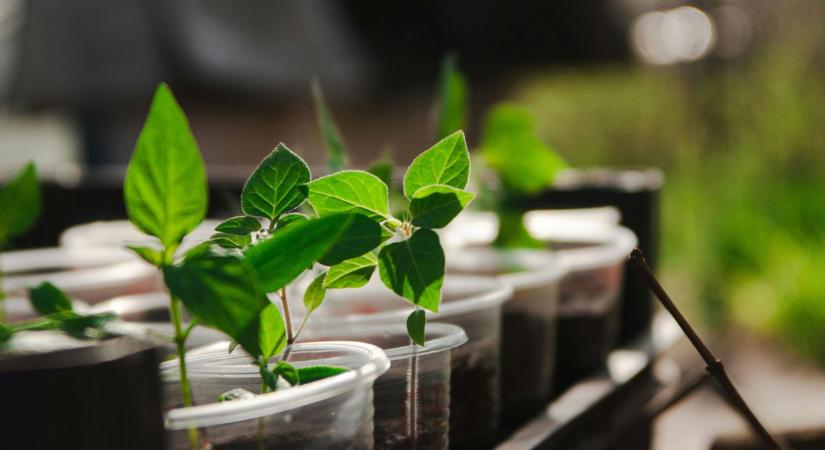 Tavasszal felébred a kert – innen indul a vetés és az ültetés időszaka