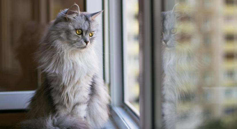 Megdöbbentő adat: ha így tartod a macskádat, élettartama drasztikusan csökken