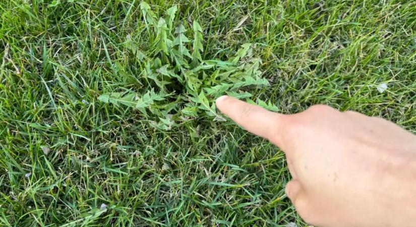 A szomszédom csak lesett: megmutattam neki a 2 összetevős trükköt, és másnapra eltűnt az összes gaz