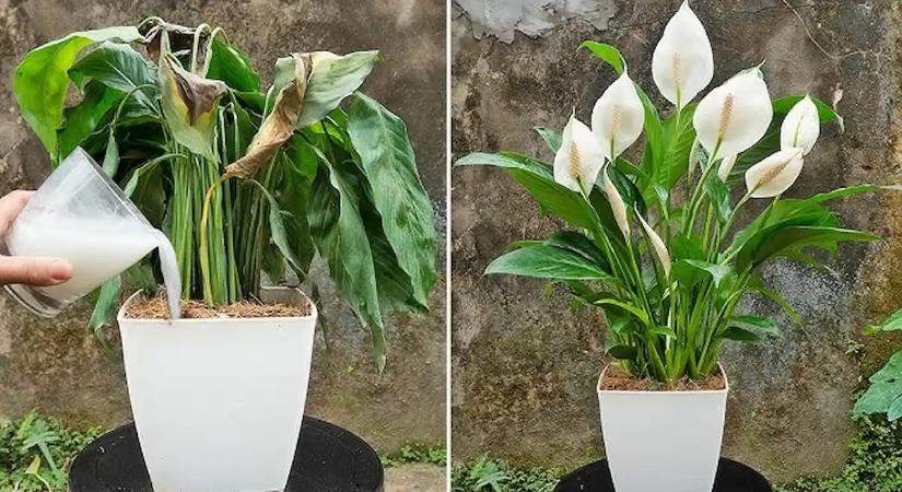 Mindenki azt hitte, művirág, pedig csak egy 2 perces trükköt alkalmaztam reggelente a vitorlavirágra