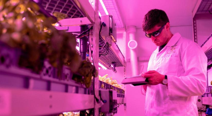 Ezt biztos nem tudod: Budapest pincéiben hódítanak a növénygyárak