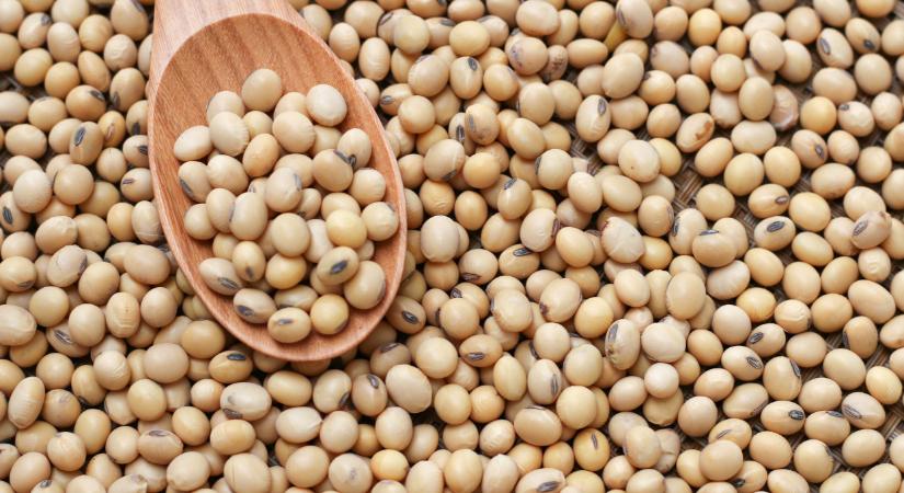 Ezzel etetik a sertéseket a drága szója helyett: sokan állnak át a trükkre