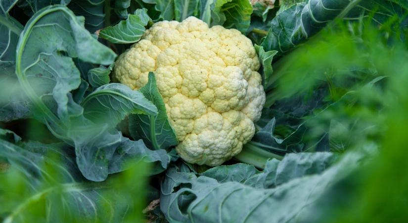 Hullámvasúton a karfiol ára, de a termelők kitartanak mellette