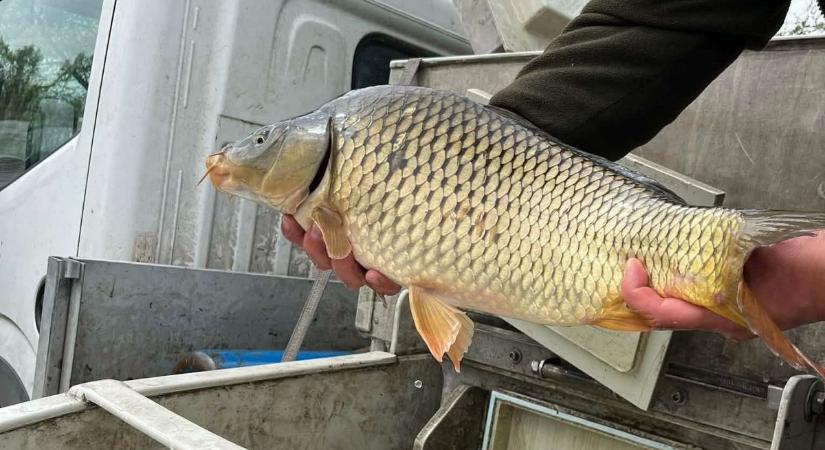 Több ezer kilogramm halat telepítettek a Fejér megyei vizekbe