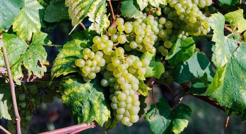 Veszélyes szőlőbetegség támadta meg a magyar borvidéket, Bács-Kiskun vármegye is fertőzött