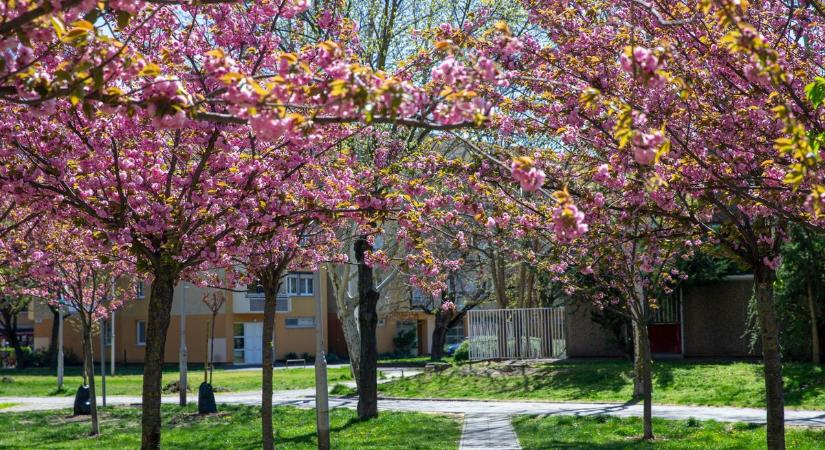 Csak néhány napig virágzik, nehogy lemaradjon róla – fotók