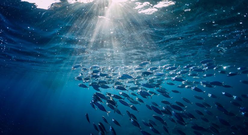 Elképesztő felfedezést tettek a kutatók: függőleges sziklafalon másznak ezek a halak, kiderült, miért kockáztatják az életüket