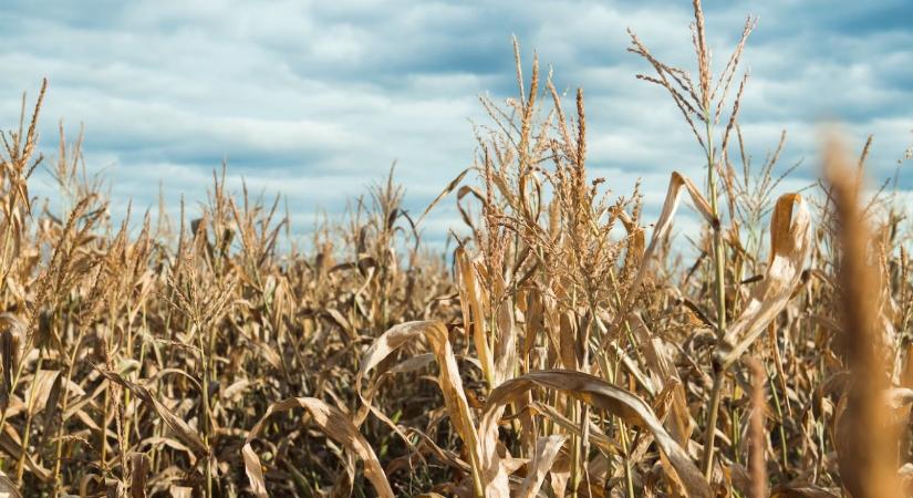 Már nem a termésátlag a tét, hanem a megélhetés