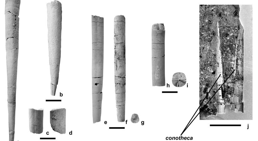 Különleges ősmaradványok kerültek elő Magyarországon
