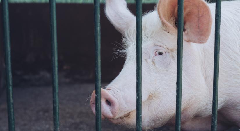 Lépett Kína: olyan dologgal etetik az állatokat, aminek csúnya vége lehet