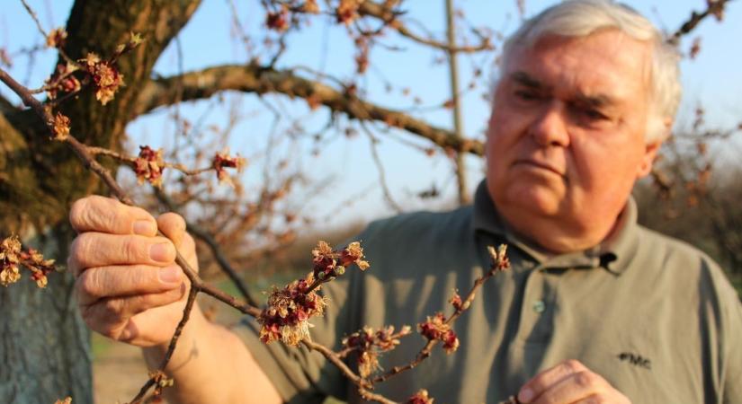 Fagyvédelemre felkészülni, fokozatos lehűlés várható a héten