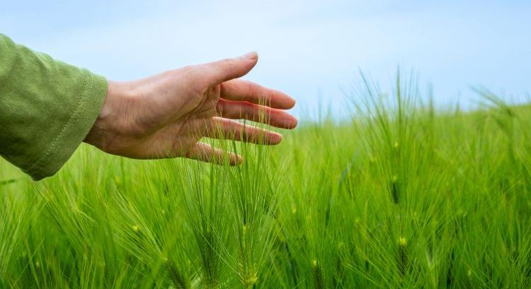 A drága műtrágya átírja a vetéstervet