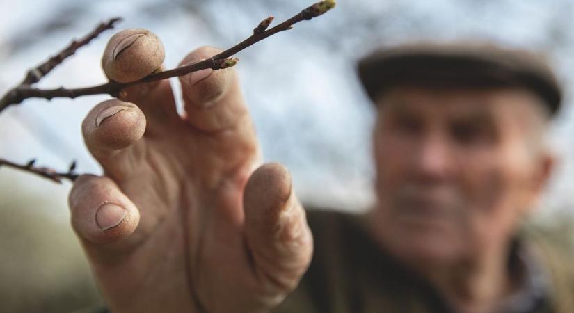Bezár a tavasz? Újra mínusz fokok jönnek, fáj belegondolni is