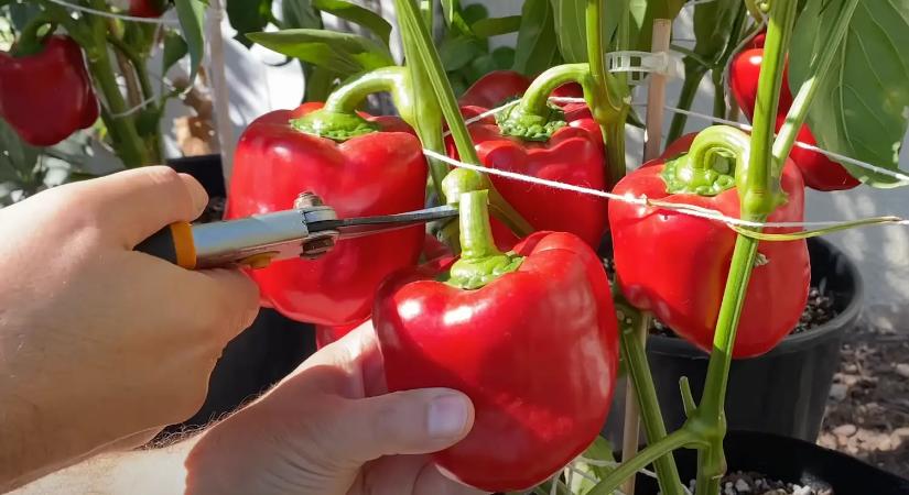 Vége a satnya paprikáknak! Eláruljuk, melyik az a növény, ami vámpírként szívja el az erőt a veteményesedből