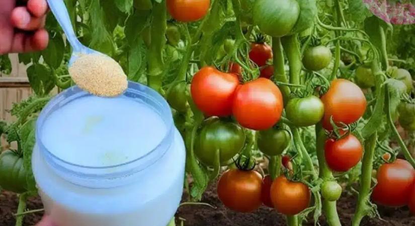 A nagyapám titka: Ezt az elfeledett falusi trükköt vetette be, és sosem fogyott ki a paradicsomból