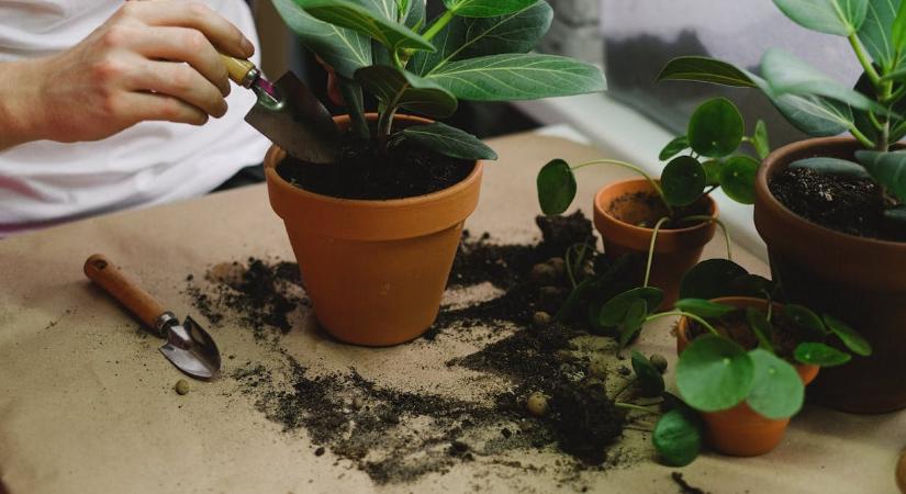 Átülteti a növényeket? A kertészek szerint ez az 5 leggyakoribb hiba, amit elkövethet